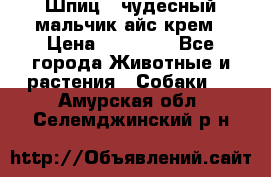 Шпиц - чудесный мальчик айс-крем › Цена ­ 20 000 - Все города Животные и растения » Собаки   . Амурская обл.,Селемджинский р-н